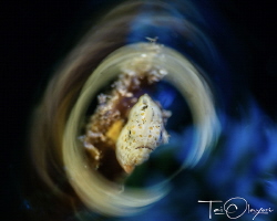 La frogfish by Tai Olayori 